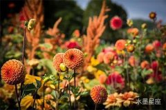 白羊座适合结婚吗